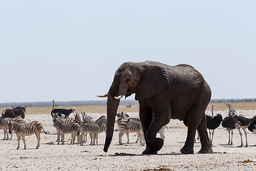 Image showing crowded waterhole with Elephants, zebras, springbok and orix