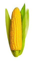 Image showing Corn ear isolated on white