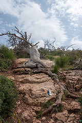 Image showing Fallen trees after fire