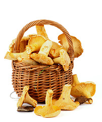 Image showing Raw Chanterelles