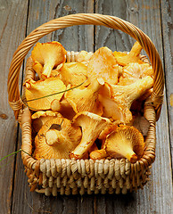 Image showing Raw Chanterelles