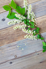 Image showing bird cherry branch