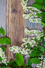 Image showing branch of blossom bird cherry on aged boards
