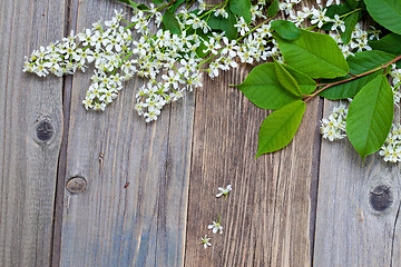 Image showing branch of blossom bird cherry on aged boards antique table