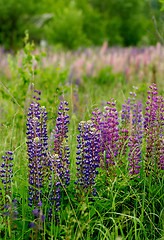 Image showing Lupines