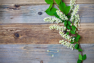 Image showing bird cherry branch  on aged boards