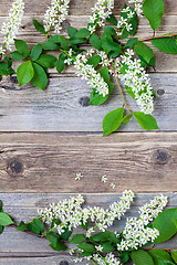 Image showing branch of blossom bird cherry on vintage boards