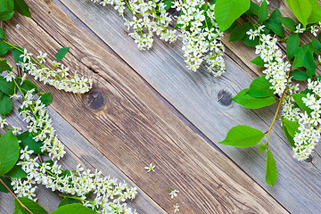 Image showing blossom bird cherry