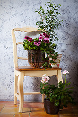 Image showing Still Life with two pelargonium and fuchsia