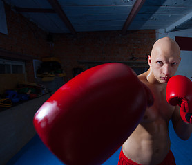 Image showing young boxer in red gloves