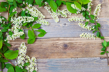 Image showing branch of blossom bird cherry on vintage boards of antique table