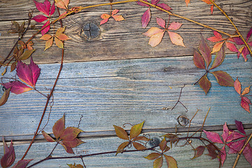 Image showing Still Life with dry leaves and stems