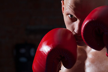 Image showing boxer with red gloves