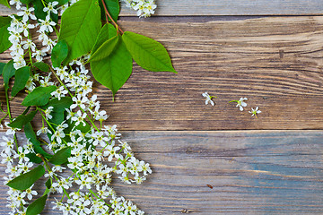 Image showing branch and flowers of blossom bird cherry