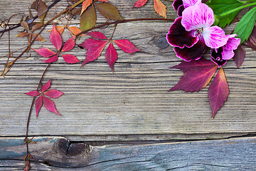 Image showing geranium flower and herbarium