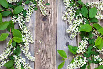 Image showing still life with branch of blossom bird cherry