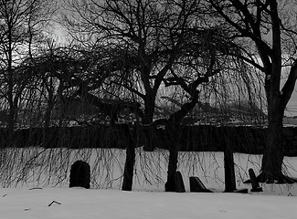 Image showing trees on graveyard