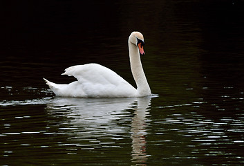 Image showing SWAN AND REFLECTIONS.