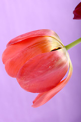 Image showing Beautiful red tulips, close-up flowers