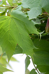 Image showing green leaf background