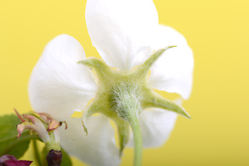 Image showing apple blossoms in spring on white background