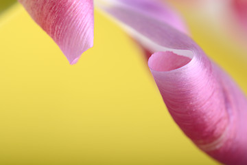 Image showing red tulips against a yellow background, close up flowers