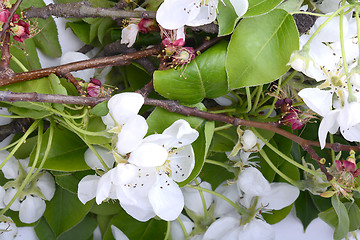 Image showing Flowers of the cherry blossoms on a spring day