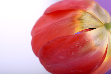 Image showing Beautiful red tulips, close-up flowers