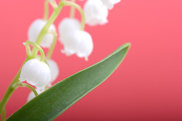 Image showing close up white flowers of lilac