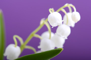 Image showing white flowers of lilac