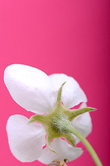 Image showing apple blossoms in spring on white background