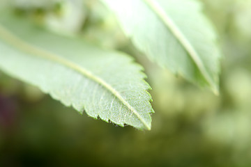 Image showing close up of green leave