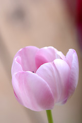 Image showing pink tulips. spring flower