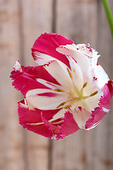 Image showing red tulips. spring flower