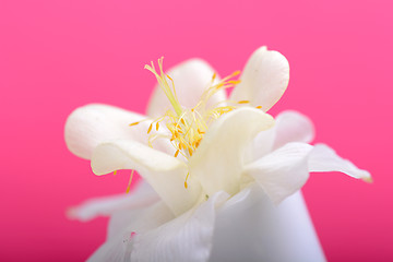 Image showing white lilac flowers closeup on red background
