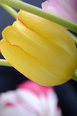 Image showing Close up image of tulip on black, flowers