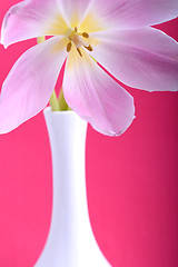 Image showing Close-up single tulip flower