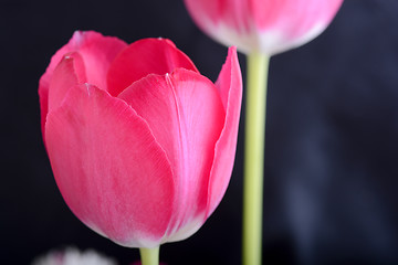 Image showing Red tulips on black, flowers