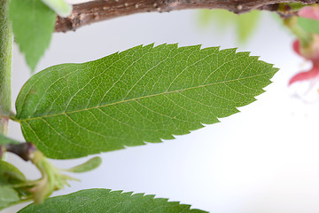 Image showing close up of green leave