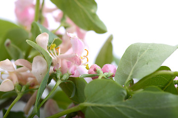 Image showing green leaf background