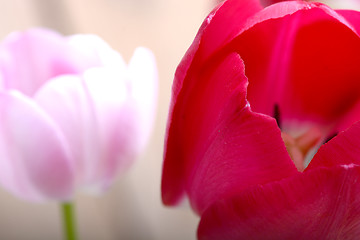 Image showing close up to red tulips, close up flowers
