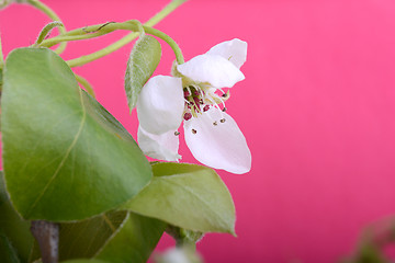 Image showing flower on blossoming apple tree close up in spring