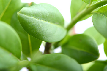 Image showing green leaf background