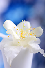 Image showing white lilac flowers closeup on blue background