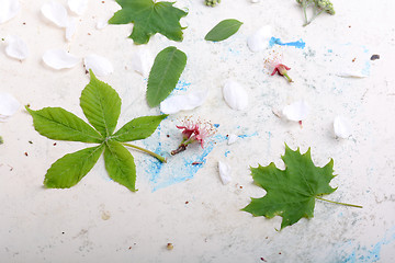 Image showing Abstract floral background in vintage style. leaves on old white background