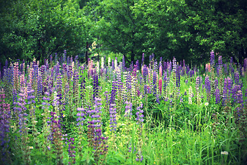 Image showing Wild lupines