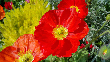 Image showing Beautiful red poppies