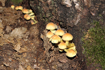 Image showing  Armillaria