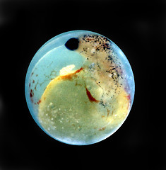 Image showing Egg of swordtail. Xiphophorus helleri.