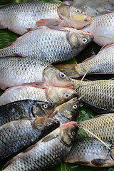 Image showing ASIA MYANMAR NYAUNGSHWE FISH MARKET